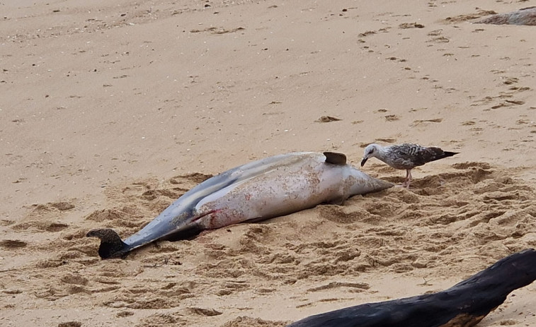 La última borrasca arrastró once delfines muertos hasta diferentes playas de Boiro, A Pobra y Ribeira