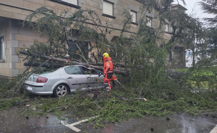 Un árbol derribado por el viento aplasta un coche en Ribadumia