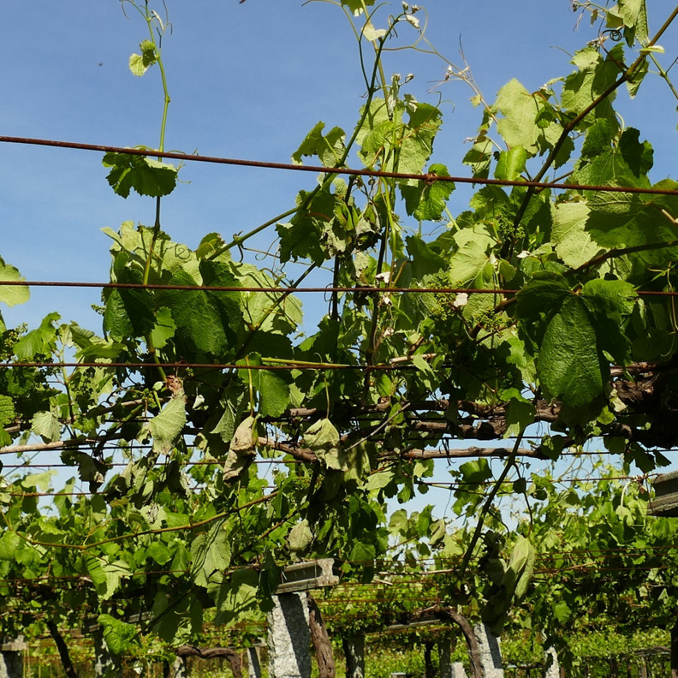 Areeiro recomienda una vigilancia elevada en las viñas debido a una meteorología favorable al mildiu