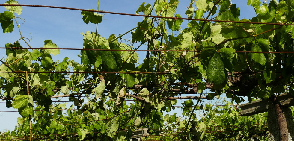 Areeiro recomienda una vigilancia elevada en las viñas debido a una meteorología favorable al mildiu